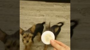 Щенки метисы мелкой породы.