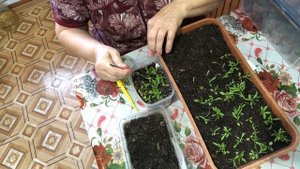 Гвоздика Китайская Диана.Пикируем.