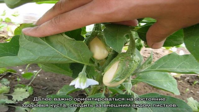 Как удобрять баклажаны смотреть онлайн
