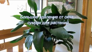 Комнатные растения для северного окна