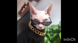 котики мяу мяу мяу