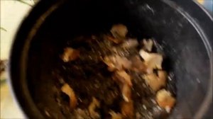 как правильно посадить алоэ. почему алоэ может не прижиться