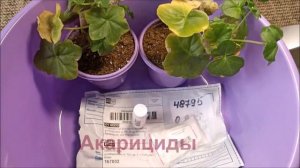 Обнаружила ПАУТИННОГО КЛЕЩА. Что буду делать? | Плющелистные пеларгонии| Вредители| 15.03.2022