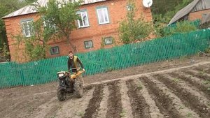 Культивация ,прополка междурядий картофеля мотоблоком.
