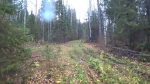 2017 - 7. Хорошая охота на зайца. Пермский край.