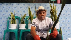 CARA TANAM LIDAH MERTUA / SANSEVIERIA  DARI UMBI AGAR HASIL LEBIH CEPAT BANYAK