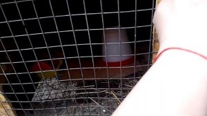 Индюшки с индюшатами. Подкидываю новеньких.