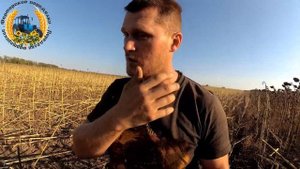 Уборка подсолнечника 2023. Сорт ЛОНДОН