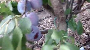 Сорт сливы Амерс.