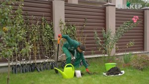 Особенности осенней посадки деревьев. Сажаем плодовые деревья осенью.