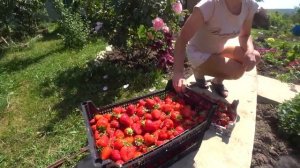 Самосбор клубники в Белореченском районе. Наш утренний урожай.