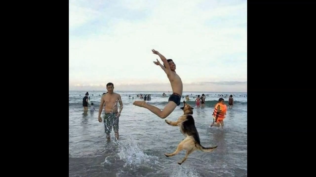Залив стый смех. За секунду до. Фотографии за секунду до. За секунду до собака. За секунду до смешное.