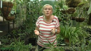 Орхидея Ринхолистилис (Rhynchostylis)