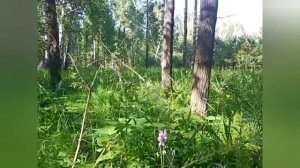 Засуха берет свои долги