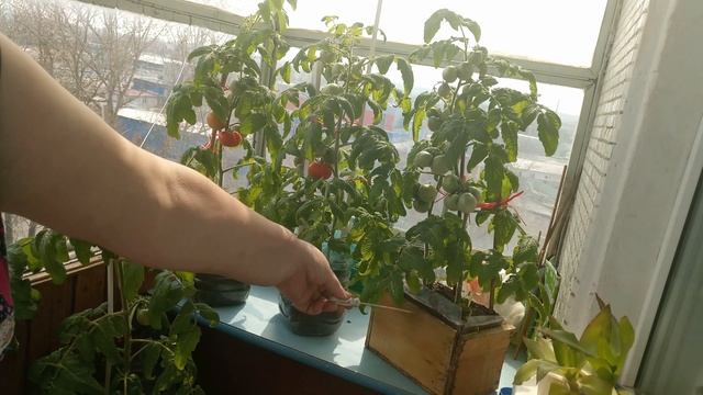 Созрели помидоры в апреле Ответы на вопросы