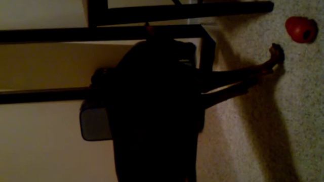 Gustav the Doberman Barks at Self in Mirror смотреть онлайн