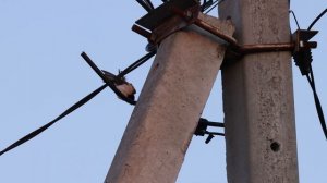 Ласточка застряла в проводах