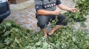 Когда и как заготавливать веники для бани! (сезон2020)