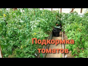 2 первые подкормки томатов,чтобы лучше завязывались  Листья закручиваются Жируют