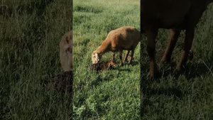 эдильбаевские овцы /начало летнего окота