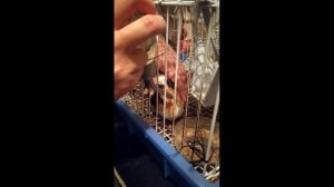 Как приучить морскую свинку к поилке / How to train your guinea pig to drink