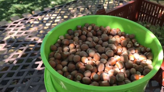 Хороший УРОЖАЙ лесной орех - Фундук и виноград 2020 / НАША ДАЧА смотреть онлайн