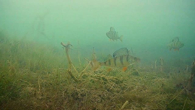 Подводные съёмки в чистой воде, подводная камера во всей красе смотреть онлайн