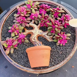 Как вырастить суккуленты в любой ёмкости