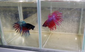 3. Аквариум своими руками. Как правильно сделать аквариум для петушков. Часть 3