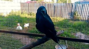 Черный ворон переехал в птичий приют "Крылья мира"
