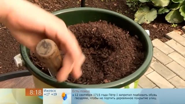 Смородина в горшке / Размножаем смотреть онлайн