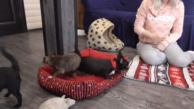 Шоколадные ЧИХУАХУА ***Подрощенные щенки ЧИХУА