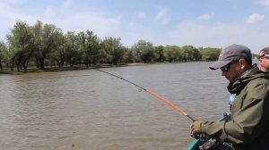 вываживание сома на Бузане