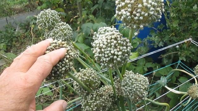 Уборка чернушки смотреть онлайн