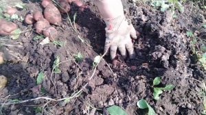 Уражай картофеля из глазков.