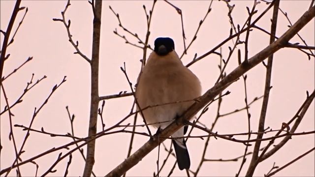 Поёт самка снегиря. смотреть онлайн