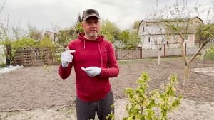 Спасаем кусты смородины от тли. Самые действенные способы!