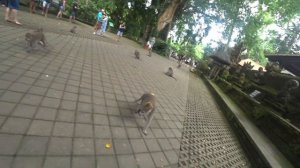 Индонезия. Бали. Рыбный рынок. Лес обезьян. Парк птиц и рептилий.