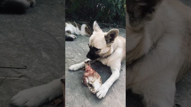 Косточка это то о чём он мечтал 🤔 смотреть онлайн