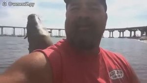 дружелюбный,маленького тюлень.