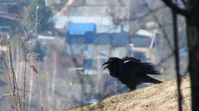 Черная ворона. Живой звук. смотреть онлайн