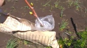 прививка четырёхлетнего абрикоса весной(обзор прививки через месяц)