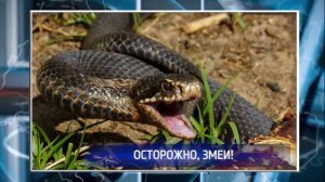 В Переволоцком районе гадюка укусила ребёнка