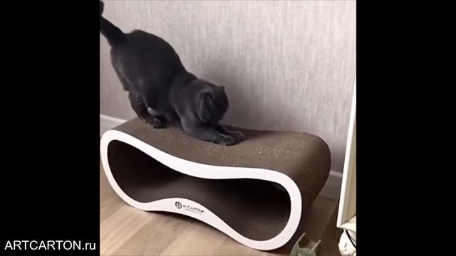 БРИТАНСКИЙ КОТИК И ЛЕЖАНКА-КОГТЕТОЧКА INFINITY MAX ОТ ARTCARTON смотреть онлайн