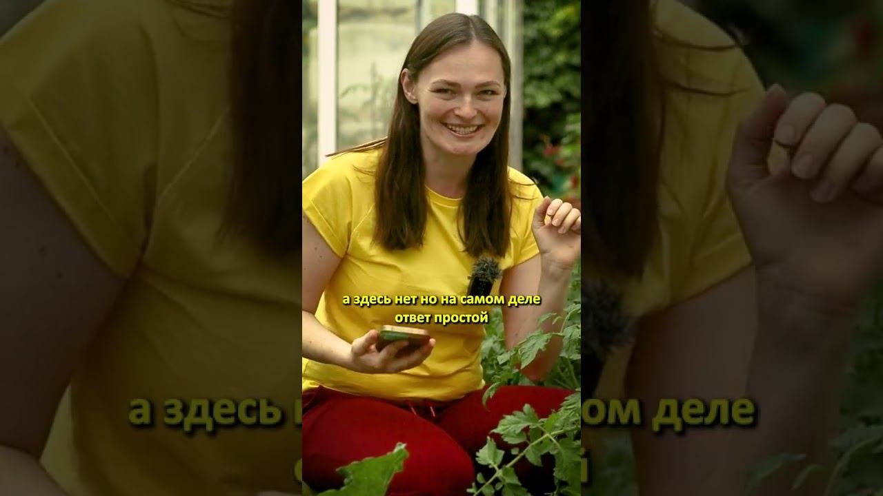 Наши томаты: СУПЕР УДОБРЕНИЕ ни при чем! Дачный агроном