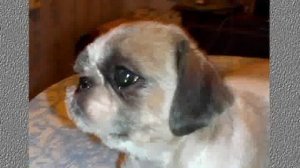 Стандарт породы Ши-тцу