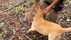 Policia militar de Florianópolis treina cães - Patricia de Melo