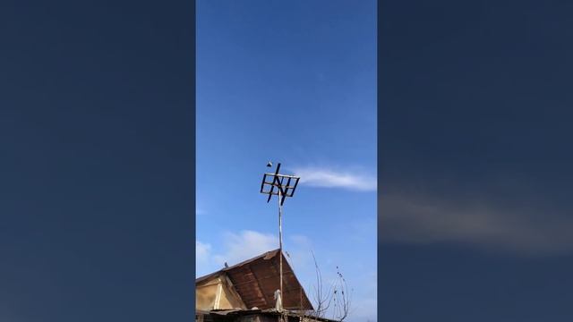 Узбекские бойные голуби Чечни ( у Нурида в гостях) смотреть онлайн