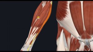 Локтевой сгибатель запястья (m. flexor carpi ulnaris) 3D Анатомия