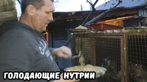 Кошмар!!! Нутрии голодают!!!
